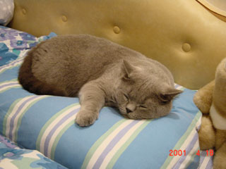Greymeow
