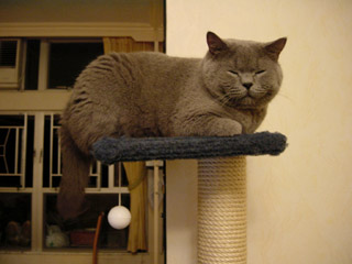 Greymeow