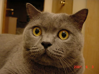 Greymeow
