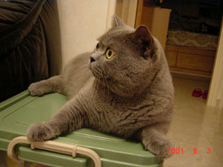 Greymeow