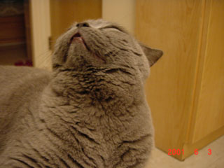 Greymeow