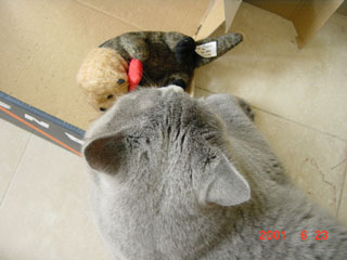 Greymeow