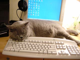 Greymeow