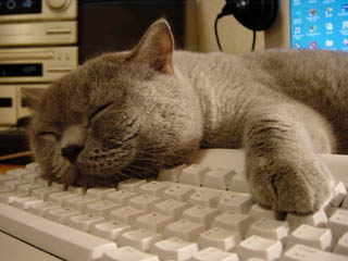 Greymeow
