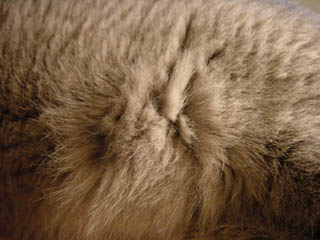 Greymeow