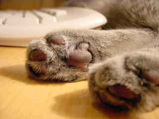 Greymeow