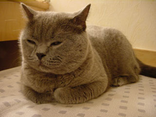 Greymeow
