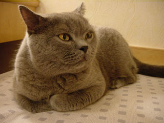 Greymeow