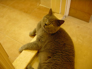 Greymeow