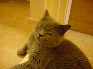 Greymeow