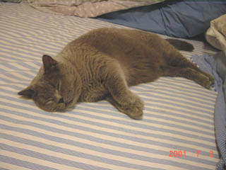 Greymeow
