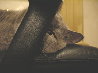 Greymeow