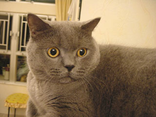Greymeow