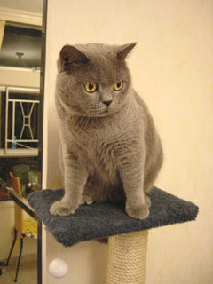 Greymeow