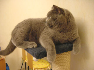 Greymeow