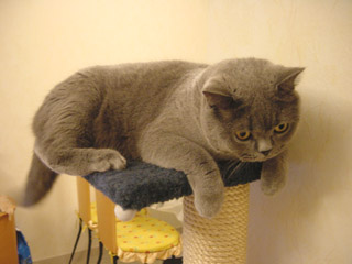 Greymeow