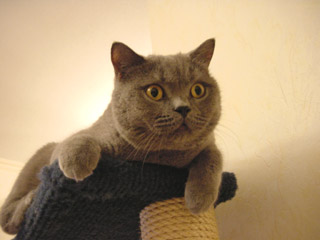 Greymeow