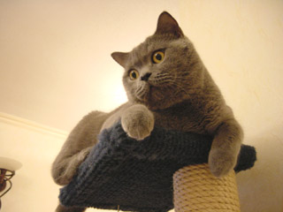Greymeow