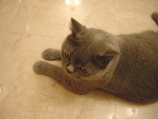 Greymeow