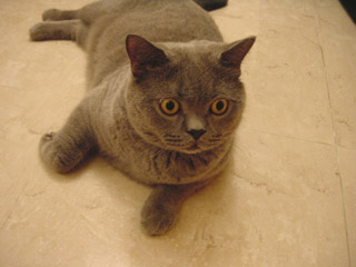 Greymeow