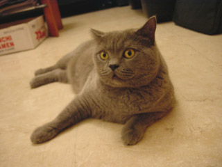 Greymeow