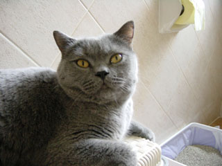 Greymeow