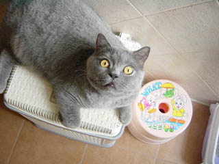 Greymeow
