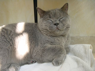 Greymeow