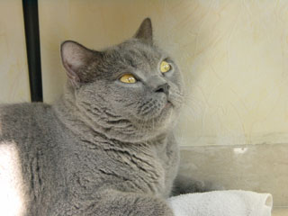 Greymeow