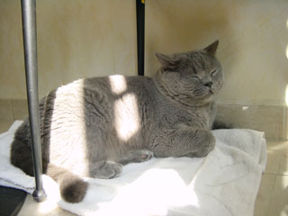 Greymeow