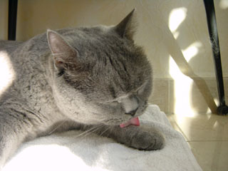 Greymeow