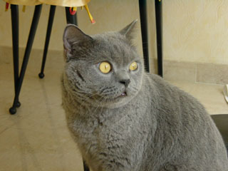 Greymeow