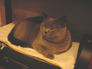 Greymeow
