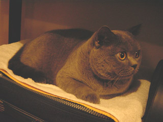Greymeow