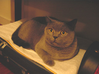 Greymeow
