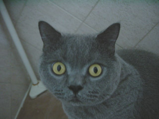Greymeow Closeup