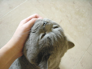 Greymeow Chin Rub