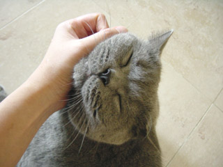 Greymeow Chin Rub