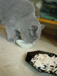 Greymeow having Milk