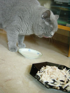 Greymeow having Milk