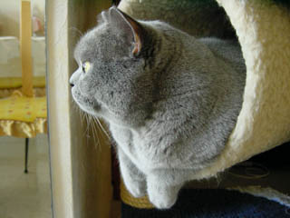 Greymeow at Activity Centre