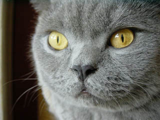 Greymeow at Activity Centre