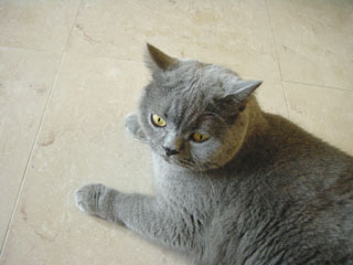 Greymeow