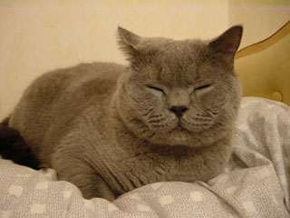 Greymeow