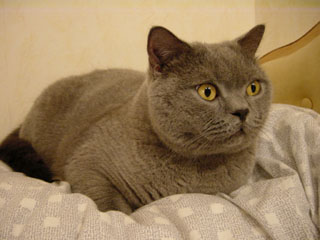 Greymeow