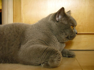 Greymeow