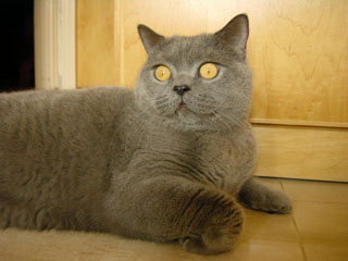 Greymeow
