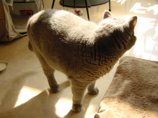 Greymeow