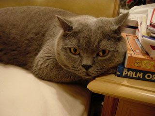 Greymeow