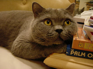 Greymeow